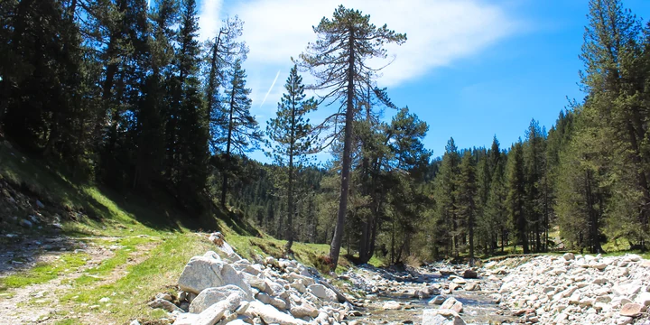 Agua entre rocas junto a un camino y árboles de montaña