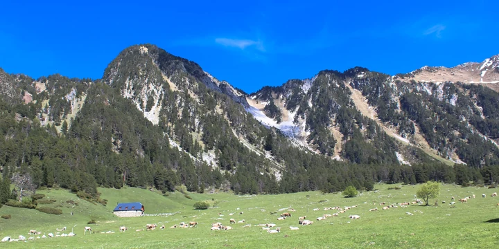 Prado verde y bosque bajo una cordillera rocosa