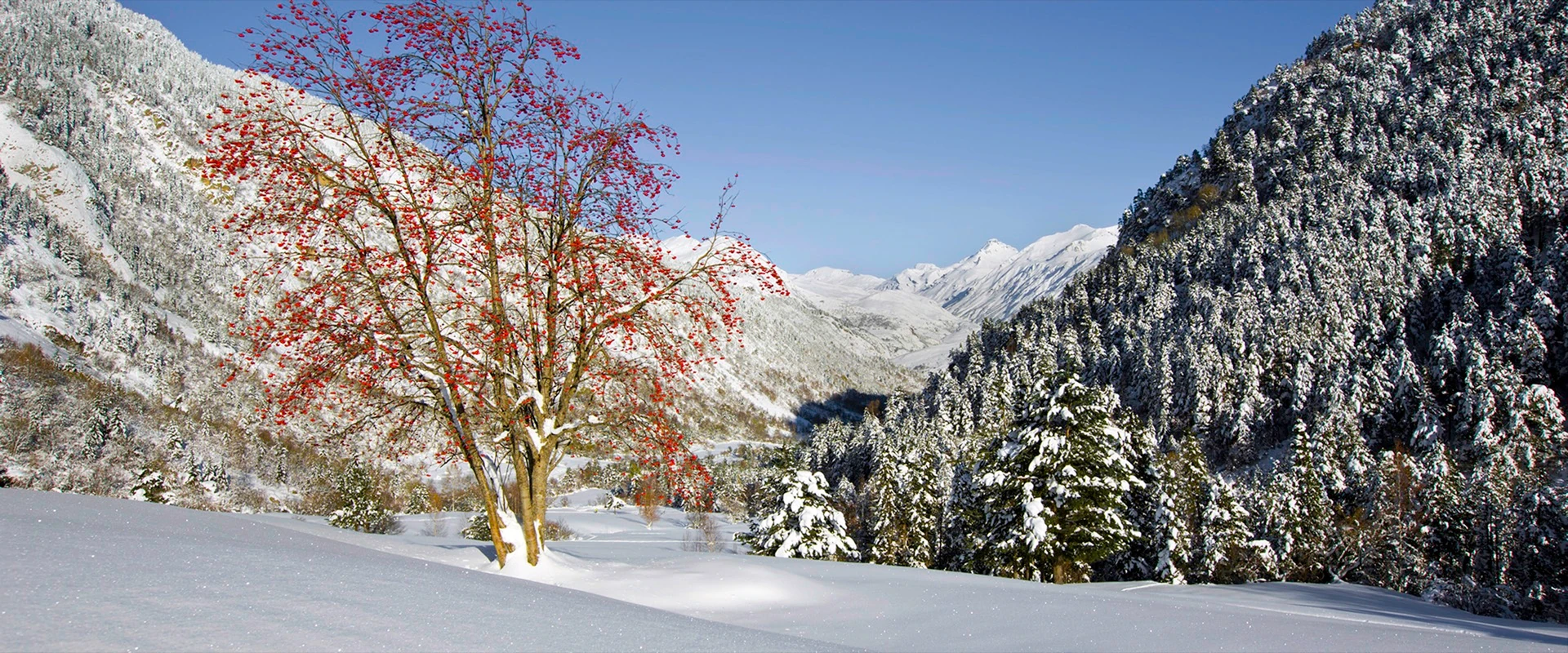 Árbol con hojas rojas tras la primera nevada de otoño en el camino a Banhs de Tredòs, valle de Aiguamòg