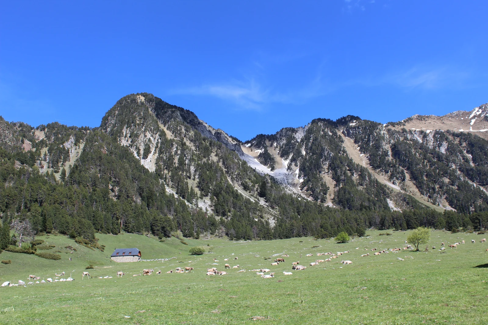 Pradera del Pla des Banhs con ganado, una construcción y laderas de montaña al fondo
