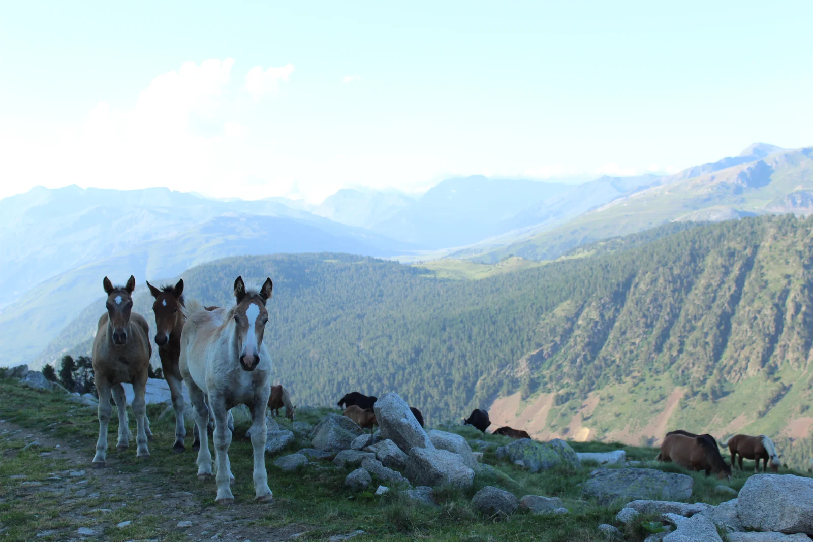 Caballos junto al camino de Valarties con el valle al fondo